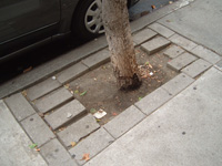 tree in sidewalk cut out
